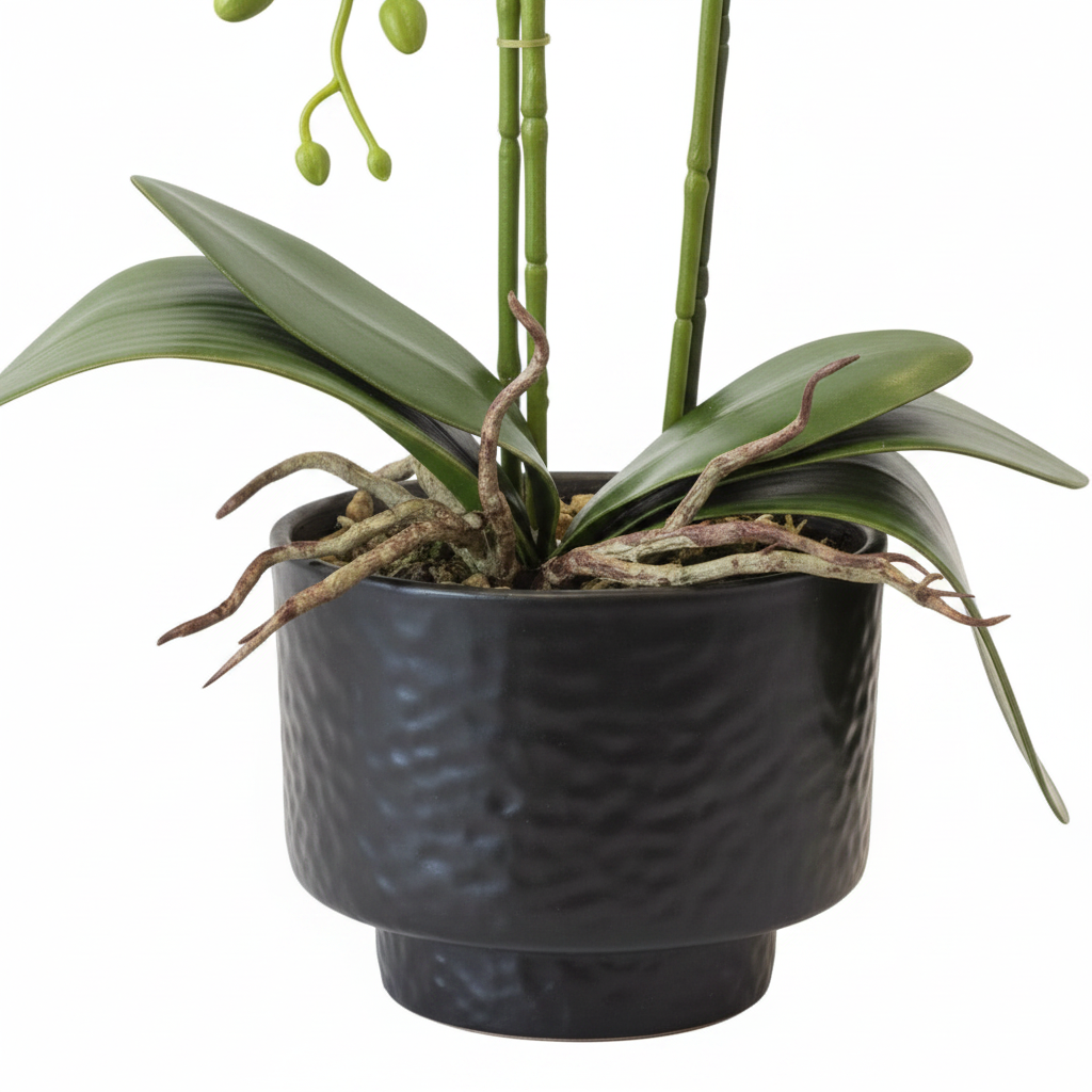 White Orchid - Black Porcelain Pot 65cm