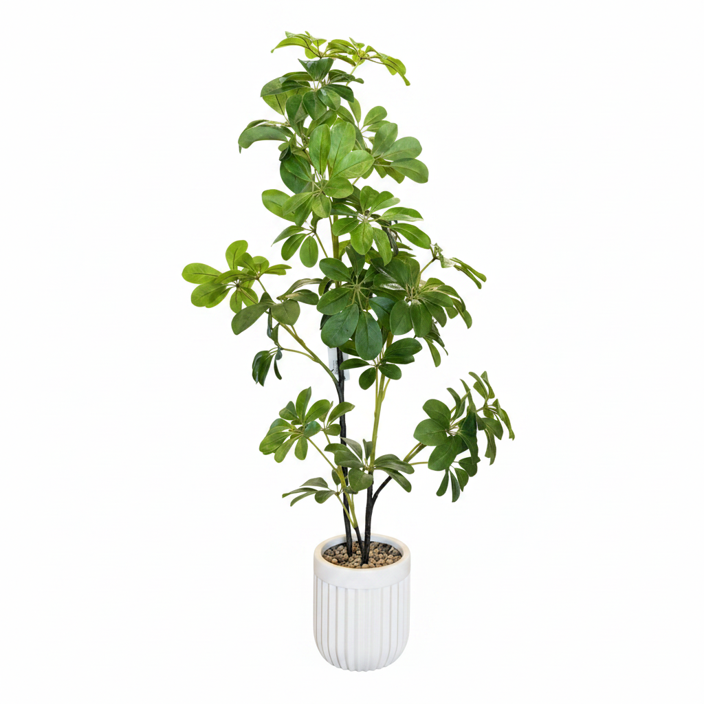 Schefflera Tree - White Pot 125cm
