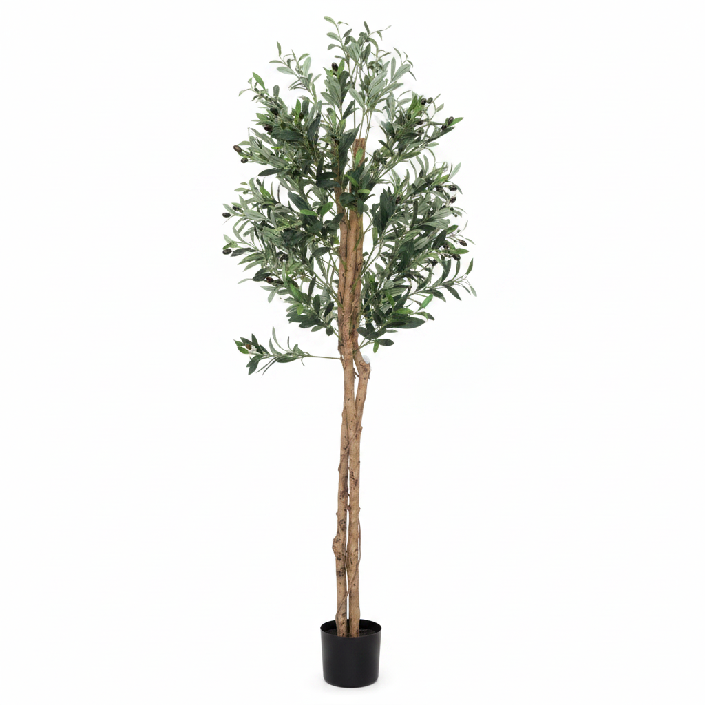 Olive Tree 180cm - White Background