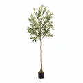 Olive Tree 200cm - White Background