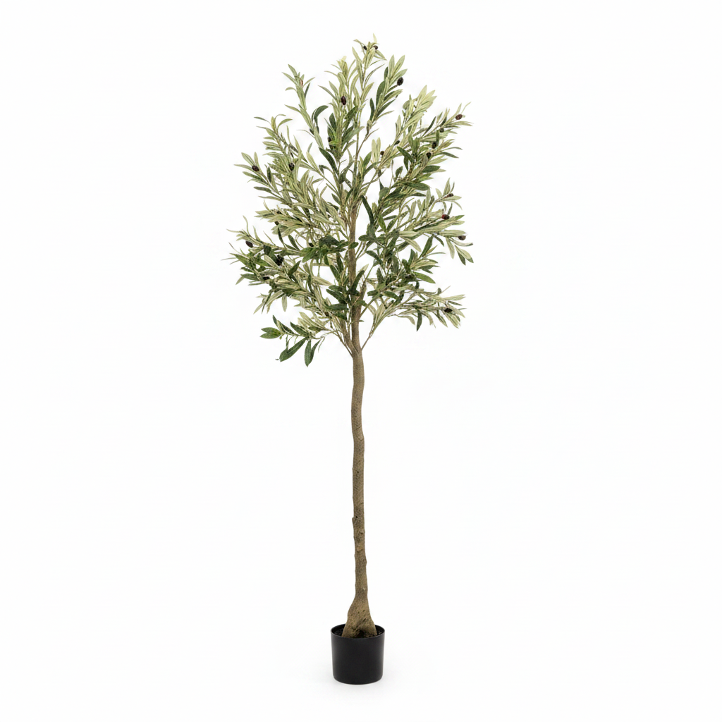 Olive Tree 200cm - White Background