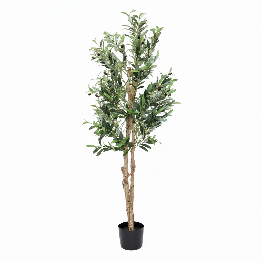 Olive Tree - Full White Background