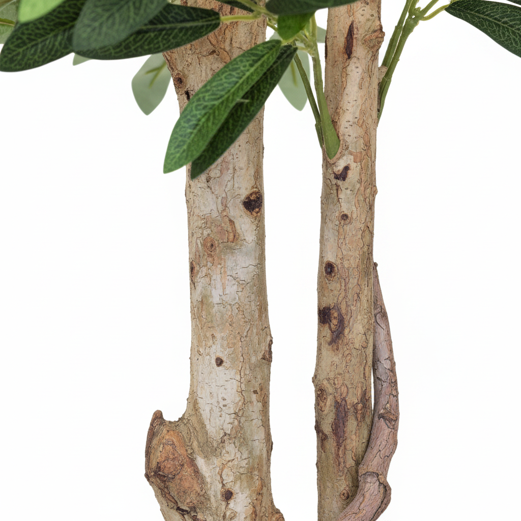 Olive Tree Trunk Close Up