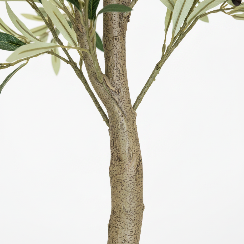 Olive Tree Trunk Close Up