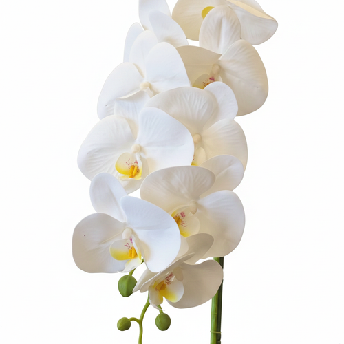 Orchid Flowers Close Up