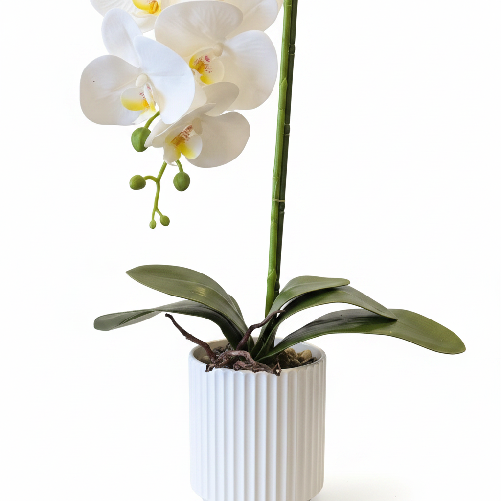 Orchid Pot Close Up