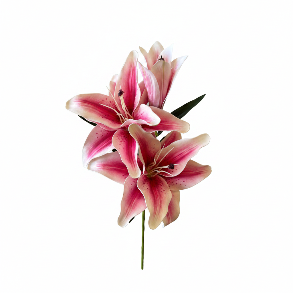 Pink Lily - Top View
