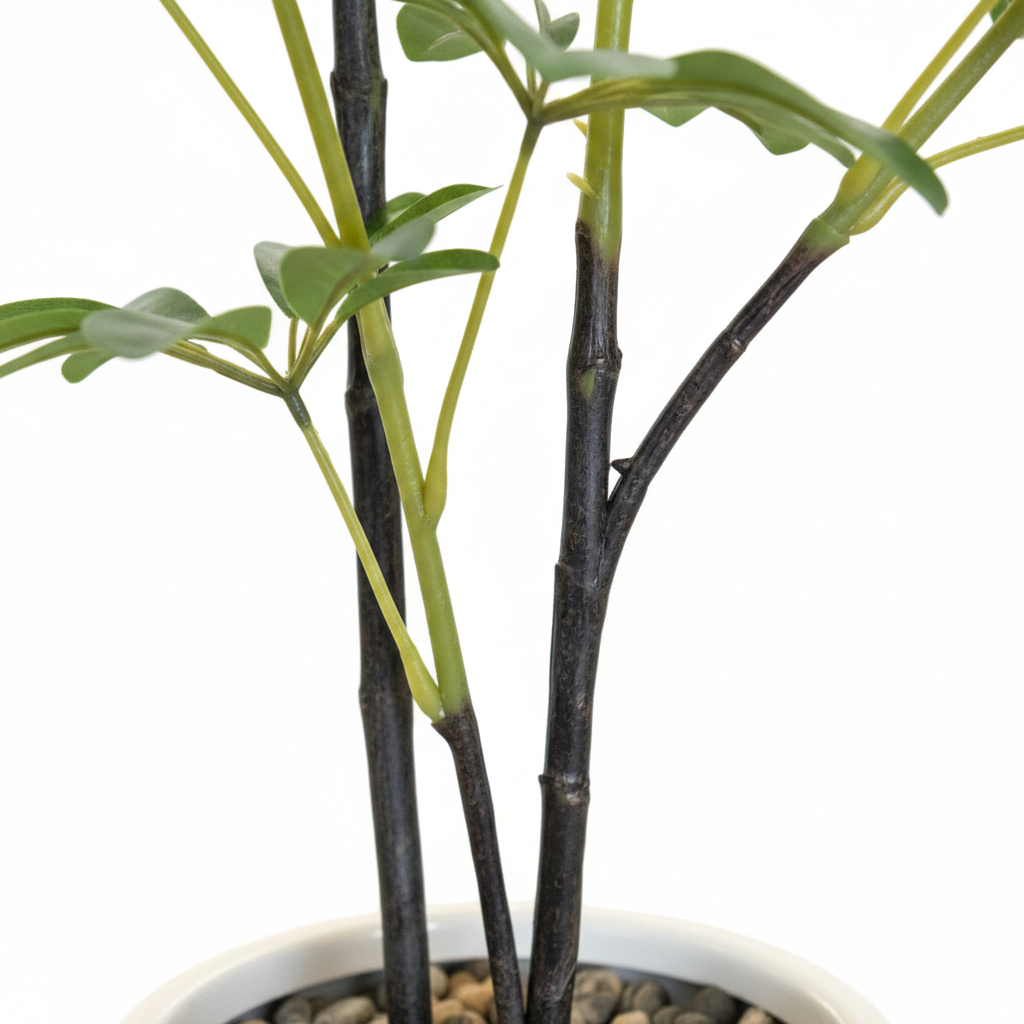 Schefflera Trunk Close Up