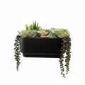 Succulent Planter White Background