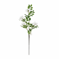 White Flower Branch