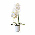 White Orchid 60cm - White Background