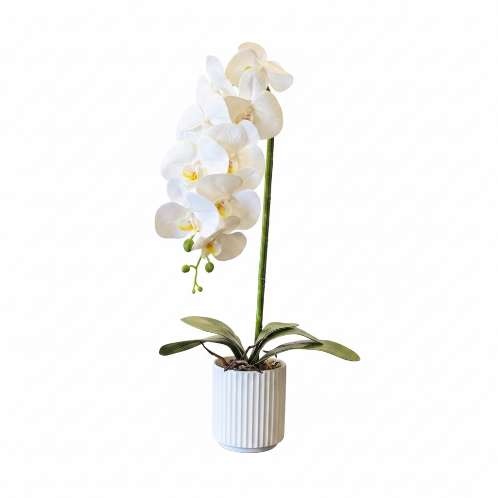 White Orchid 60cm - White Background