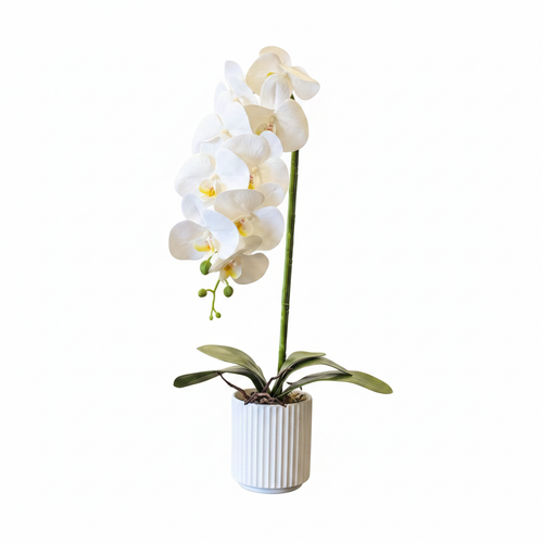 White Orchid 60cm - White Background