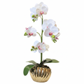 White Orchid Gold Pot - White Background