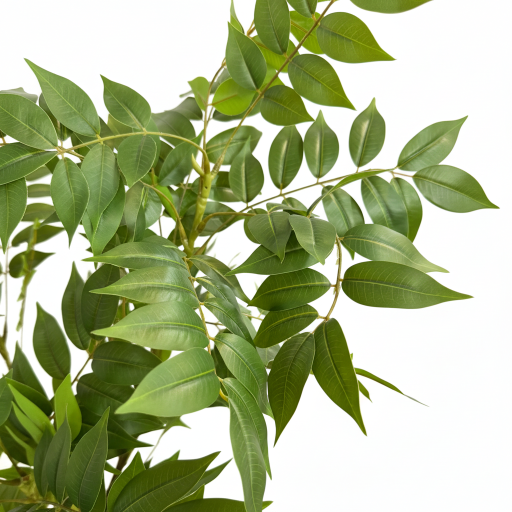 Wisteria Tree Leaves Close-up White Background