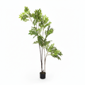 Wisteria Tree White Background