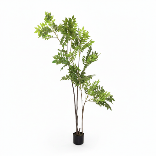 Wisteria Tree White Background